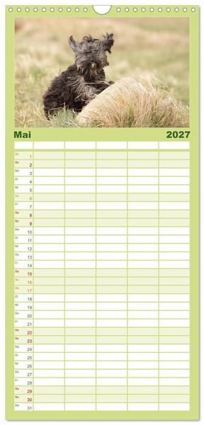 Produktbild: Familienplaner 2027 - Havaneser - Wirbelwinde aus Kuba mit 5 Spalten (Wandkalender, 21 x 45 cm) CALVENDO