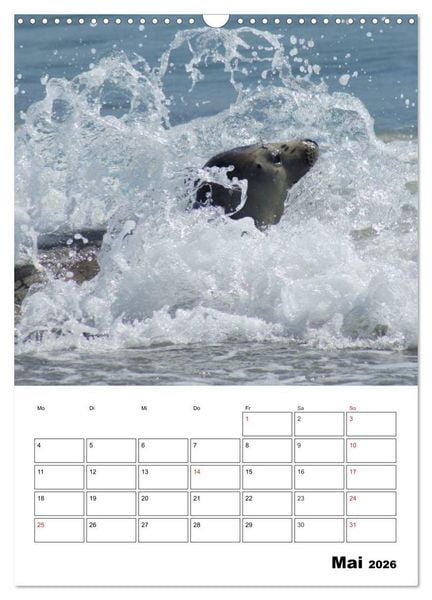 Produktbild: Liebenswerte Robben (Wandkalender 2026 DIN A3 hoch), CALVENDO Monatskalender