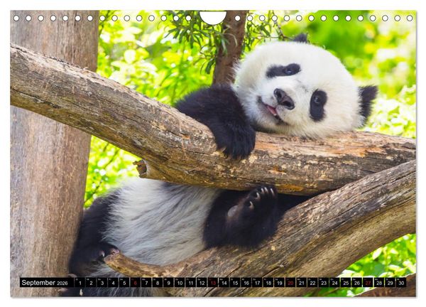 Produktbild: Pandab&auml;r Babys (Wandkalender 2026 DIN A4 quer), CALVENDO Monatskalender