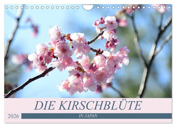 Produktbild: Die Kirschbl&uuml;te in Japan (Wandkalender 2026 DIN A4 quer), CALVENDO Monatskalender