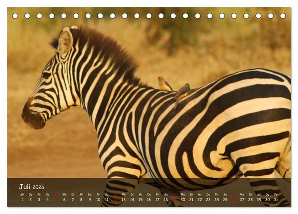 Produktbild: Wildes Ostafrika - Tansania und Kenia hautnah (Tischkalender 2026 DIN A5 quer), CALVENDO Monatskalender