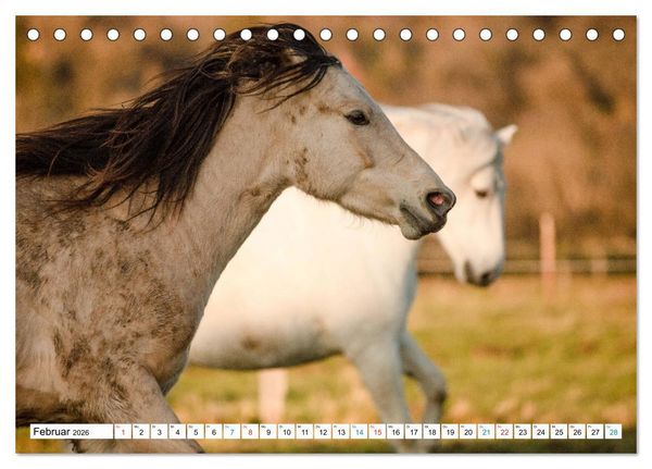 Produktbild: Durch das Jahr mit dem Connemara Pony Holly (Tischkalender 2026 DIN A5 quer), CALVENDO Monatskalender