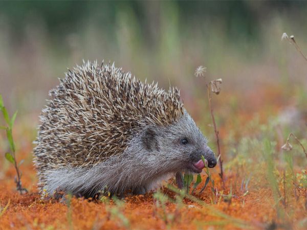 Produktbild: Igel (Puzzle)