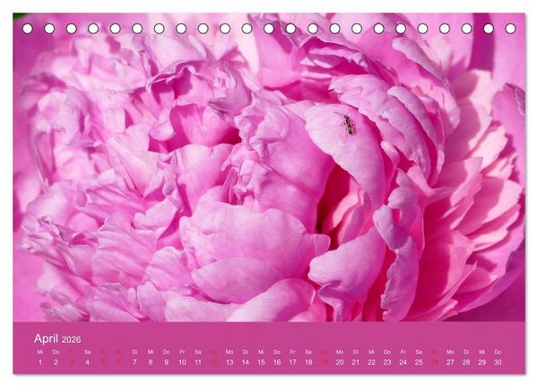 Produktbild: Fauna trifft Flora - Tierischer Besuch im Pflanzenreich (Tischkalender 2026 DIN A5 quer), CALVENDO Monatskalender
