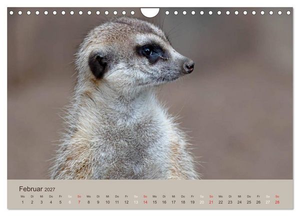 Produktbild: Quirlige Erdm&auml;nnchen (Wandkalender 2027 DIN A4 quer), CALVENDO Monatskalender