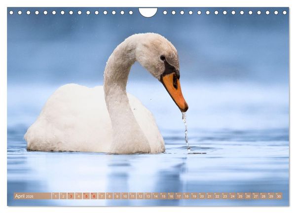 Produktbild: Faszination Ph&ouml;nixsee (Wandkalender 2026 DIN A4 quer), CALVENDO Monatskalender