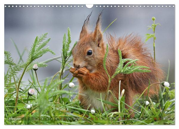 Produktbild: Eichh&ouml;rnchen in zauberhaften Posen (Wandkalender 2026 DIN A3 quer), CALVENDO Monatskalender