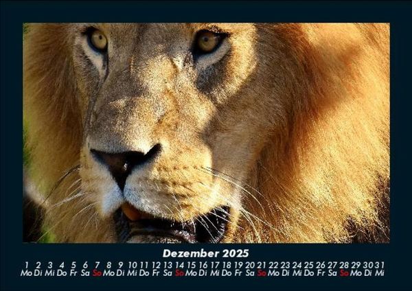 Produktbild: L&ouml;wen in der Wildnis 2025 Fotokalender DIN A5