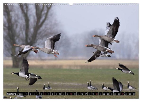Produktbild: Gefiederte Sch&ouml;nheiten - Wildg&auml;nse in Norddeutschland (Wandkalender 2026 DIN A2 quer), CALVENDO Monatskalender