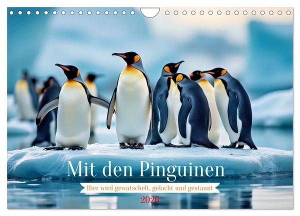 Produktbild: Mit den Pinguinen (Wandkalender 2026 DIN A4 quer), CALVENDO Monatskalender