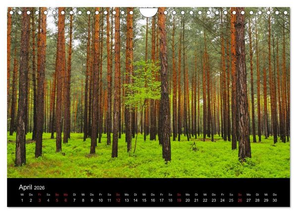 Produktbild: B&auml;ume (Wandkalender 2026 DIN A4 quer), CALVENDO Monatskalender