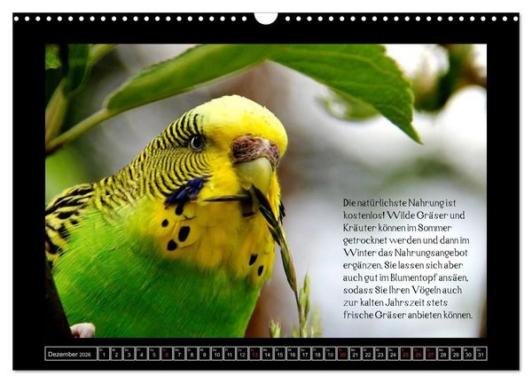 Produktbild: Wellensittichkalender mit Tipps zur artgerechten Ern&auml;hrung (Wandkalender 2026 DIN A3 quer), CALVENDO Monatskalender