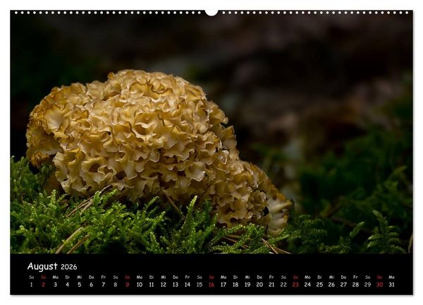 Produktbild: Pilzgalerie (hochwertiger Premium Wandkalender 2026 DIN A2 quer), Kunstdruck in Hochglanz