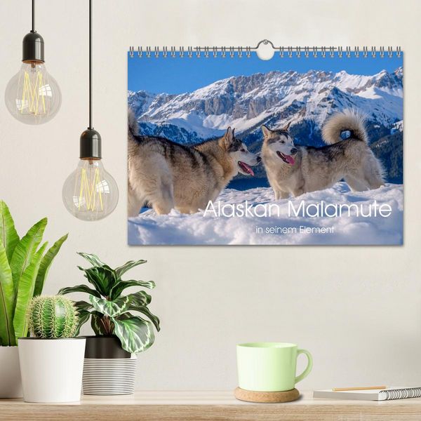 Produktbild: Alaskan Malamute in seinem Element (Wandkalender 2026 DIN A4 quer), CALVENDO Monatskalender