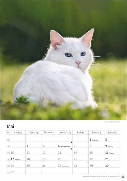 Produktbild: Katzen Kalender 2027