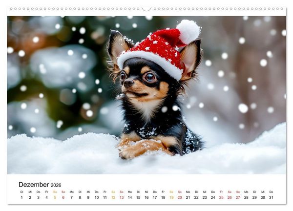 Produktbild: Chihuahua - kleine Energieb&uuml;ndel (hochwertiger Premium Wandkalender 2026 DIN A2 quer), Kunstdruck in Hochglanz