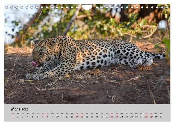 Produktbild: Leoparden - gro&szlig; und klein (Wandkalender 2026 DIN A4 quer), CALVENDO Monatskalender