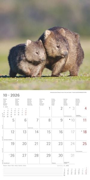 Produktbild: Tierbabys 2026 - Broschürenkalender 30x30 cm (30x60 geöffnet) - Kalender mit Platz für Notizen - Baby Animals - Bildkalender - Wandplaner - Alpha Edit