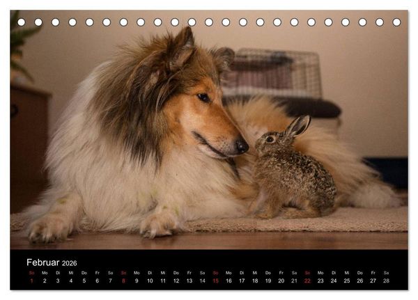 Produktbild: Ziva und ihre Freunde (Tischkalender 2026 DIN A5 quer), CALVENDO Monatskalender