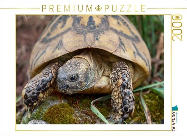 CALVENDO Puzzle Paula eine Griechische Landschildkröte, ca. 60 Jahre alt und etwa 2,5 kg schwer. | 2000 Teile Lege-Größe 90x67cm Foto-Puzzle für glückliche Stunden