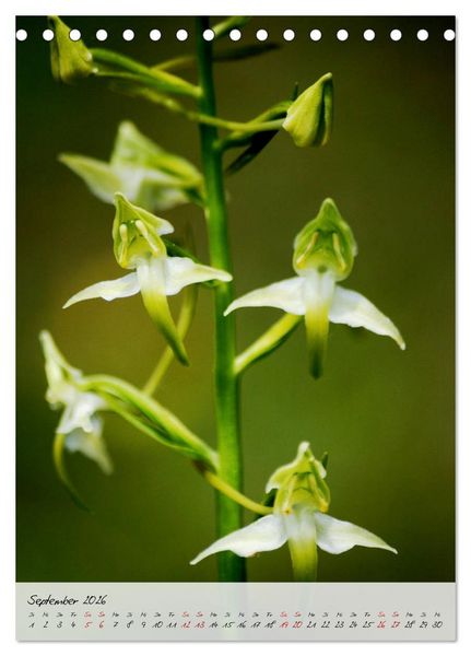 Produktbild: Florale Meisterwerke der Natur (Tischkalender 2026 DIN A5 hoch), CALVENDO Monatskalender