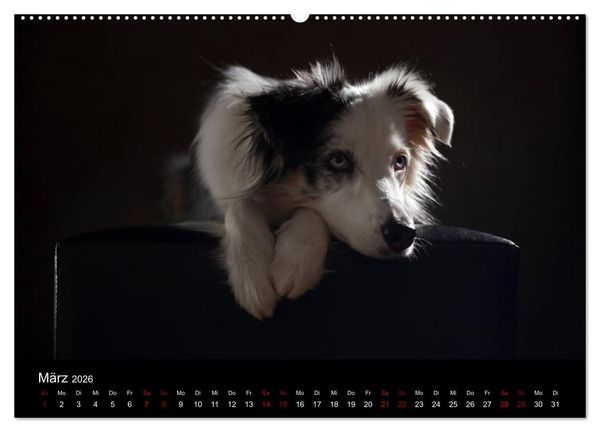 Produktbild: Charmante Australian Shepherds (Wandkalender 2026 DIN A2 quer), CALVENDO Monatskalender