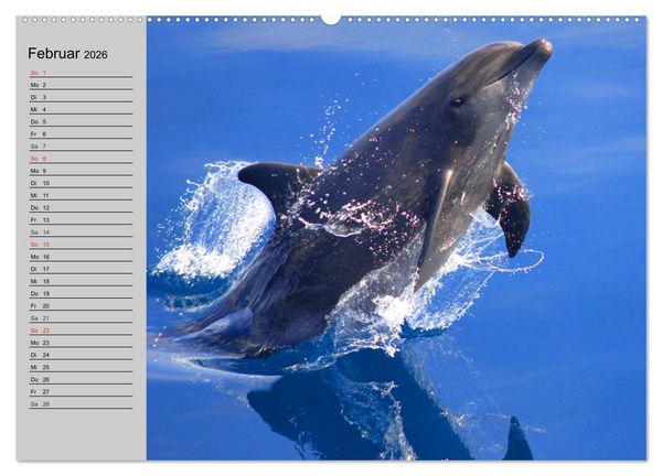 Produktbild: Delfine und Wale (Wandkalender 2026 DIN A2 quer), CALVENDO Monatskalender