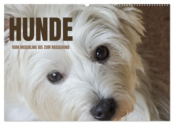 Hunde - vom Mischling bis zum Rassehund (Wandkalender 2026 DIN A2 quer), CALVENDO Monatskalender