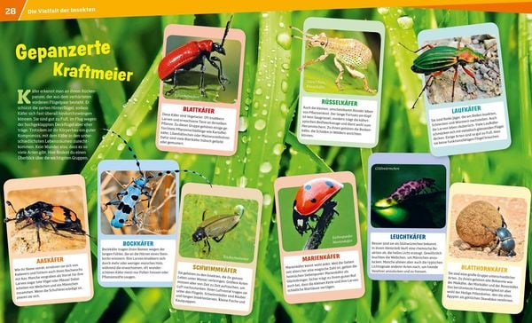 Produktbild: WAS IST WAS Band 30 Insekten. Überlebenskünstler auf sechs Beinen