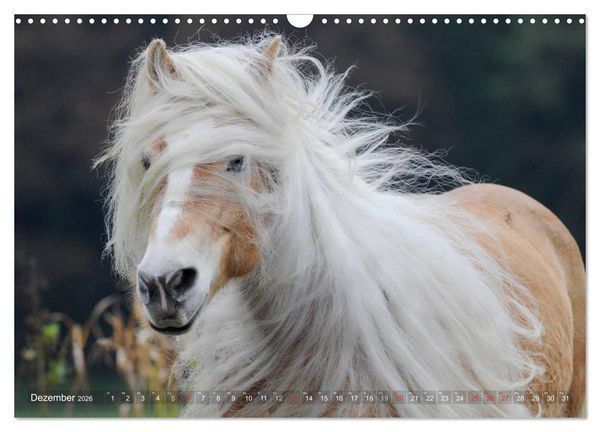 Produktbild: Haflinger Sch&ouml;nheiten (Wandkalender 2026 DIN A3 quer), CALVENDO Monatskalender