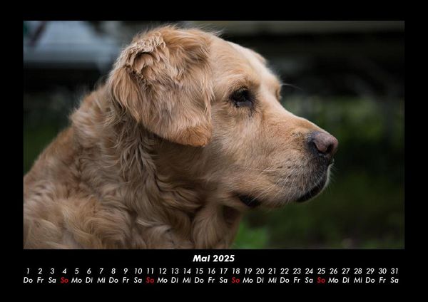 Produktbild: Hundezauber 2025 Fotokalender DIN A3