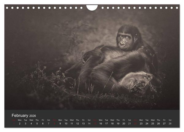 Produktbild: African Souls African animals with soul (Wall Calendar 2026 DIN A4 landscape), CALVENDO 12 Month Wall Calendar