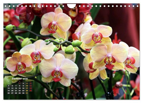 Produktbild: Pr&auml;chtige Orchideen (Wandkalender 2026 DIN A4 quer), CALVENDO Monatskalender