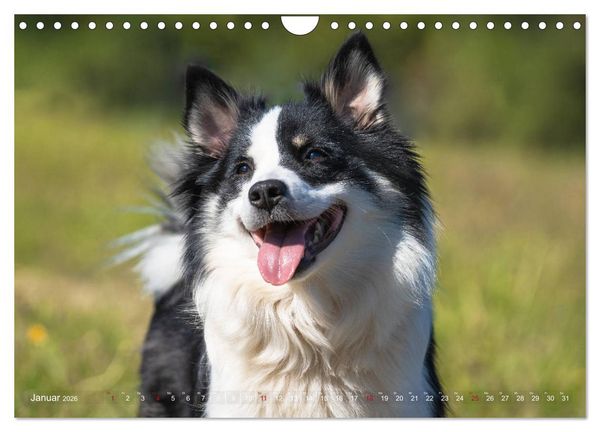 Produktbild: Islandhunde im Portrait (Wandkalender 2026 DIN A4 quer), CALVENDO Monatskalender