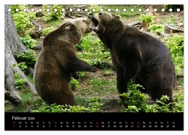 Produktbild: B&auml;ren im Nationalpark Bayerischer Wald (Tischkalender 2026 DIN A5 quer), CALVENDO Monatskalender
