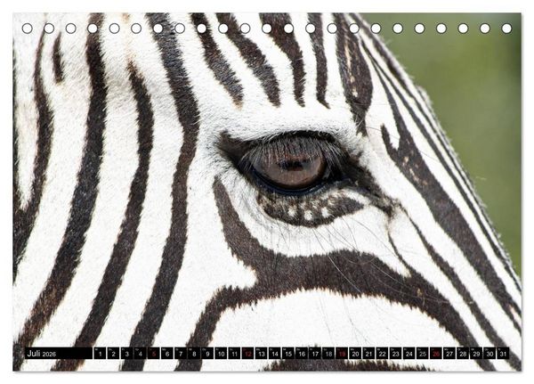 Produktbild: Zebras - Ungez&auml;hmte Kraft (Tischkalender 2026 DIN A5 quer), CALVENDO Monatskalender
