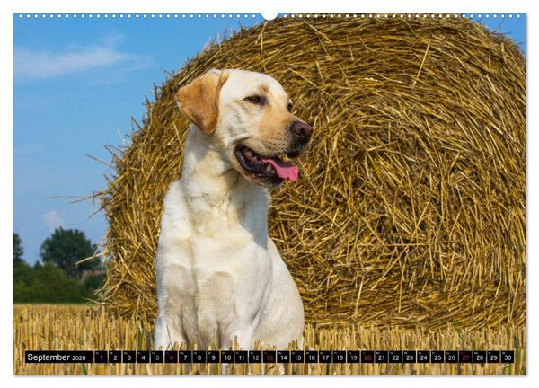Produktbild: Labrador Retriever - ein Herz auf 4 Pfoten (hochwertiger Premium Wandkalender 2026 DIN A2 quer), Kunstdruck in Hochglanz