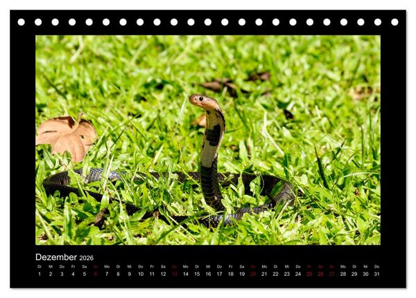 Produktbild: SUMATRA Abenteuer Regenwald (Tischkalender 2026 DIN A5 quer), CALVENDO Monatskalender