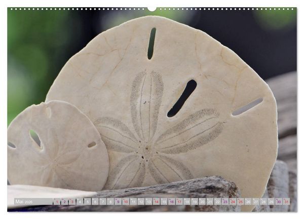 Produktbild: H&auml;user der Meere: Muscheln - Seeigel - Schnecken (hochwertiger Premium Wandkalender 2026 DIN A2 quer), Kunstdruck in Hochglanz