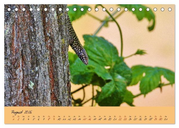 Produktbild: Wilde Toskana - von Ren&eacute; Schaack (Tischkalender 2026 DIN A5 quer), CALVENDO Monatskalender