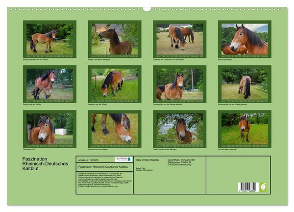 Produktbild: Faszination Rheinisch-Deutsches Kaltblut (Wandkalender 2026 DIN A2 quer), CALVENDO Monatskalender