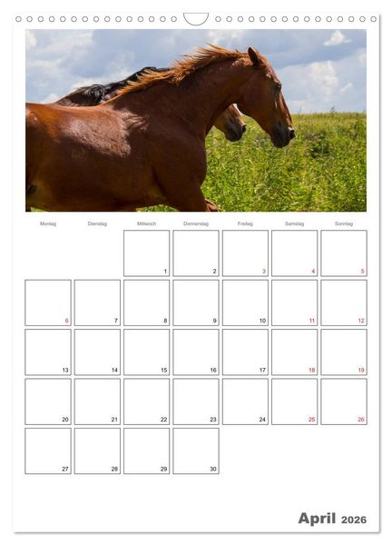Produktbild: Pferde - Kameraden mit vier Hufen (Wandkalender 2026 DIN A3 hoch), CALVENDO Monatskalender