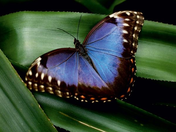 Produktbild: CALVENDO Puzzle Blauer Morphofalter auf gr&uuml;nem Blatt | 1000 Teile Lege-Gr&ouml;&szlig;e 64x48cm Foto-Puzzle f&uuml;r gl&uuml;ckliche Stunden