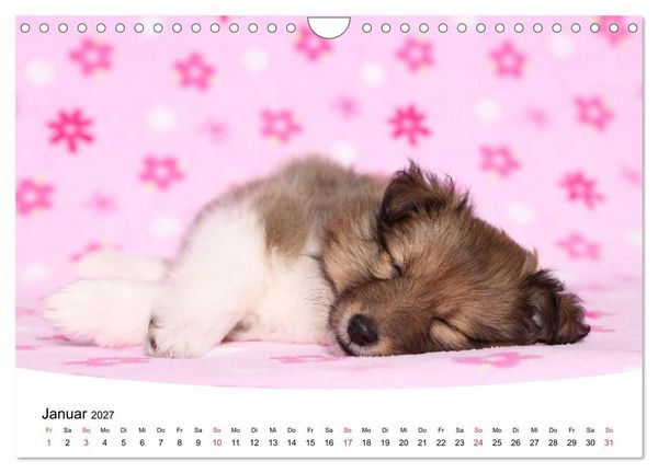 Produktbild: S&uuml;&szlig;e Tr&auml;ume 2027 - schlafende Hundewelpen (Wandkalender 2027 DIN A4 quer), CALVENDO Monatskalender