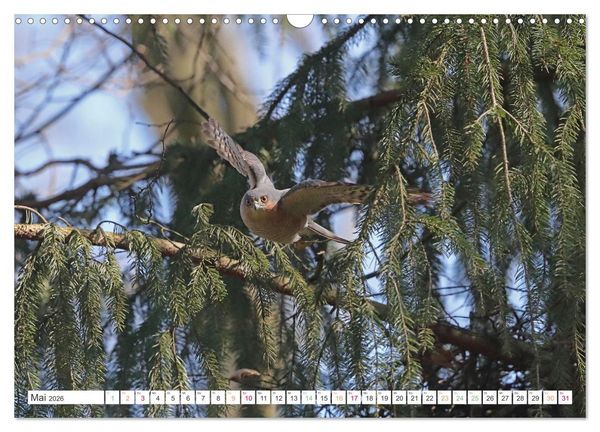 Produktbild: Sperber - Kleiner Vogel Greif (Wandkalender 2026 DIN A3 quer), CALVENDO Monatskalender