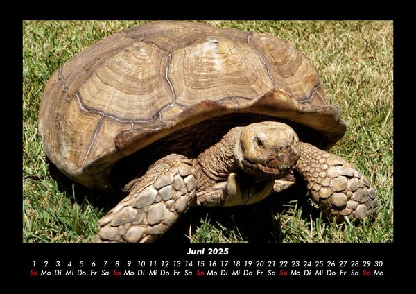 Produktbild: Schildkr&ouml;tenzauber 2025 Fotokalender DIN A3