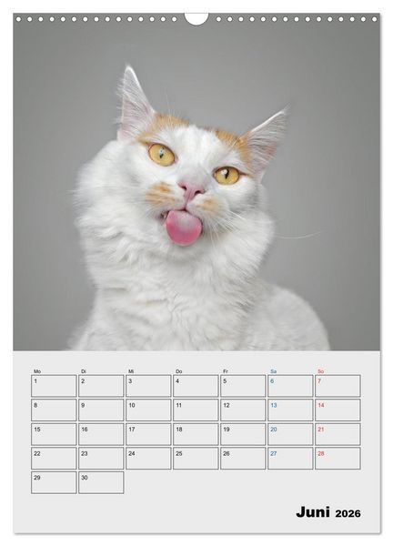 Produktbild: Crazy Catz. (Wandkalender 2026 DIN A3 hoch), CALVENDO Monatskalender