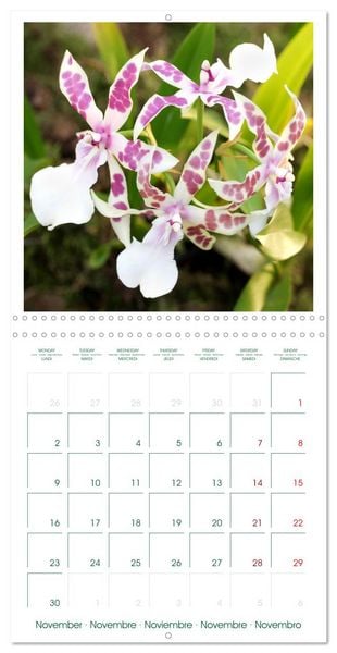 Produktbild: Orchid&eacute;es fantastiques (Calendrier mural carr&eacute; 2026 30x30 cm) Calendrier double avec une page pour vos prises de notes