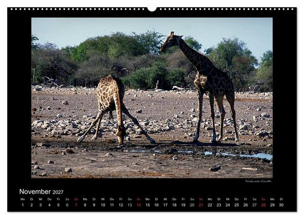 Produktbild: Wildtiere im Etosha Nationalpark (Wandkalender 2027 DIN A2 quer), CALVENDO Monatskalender