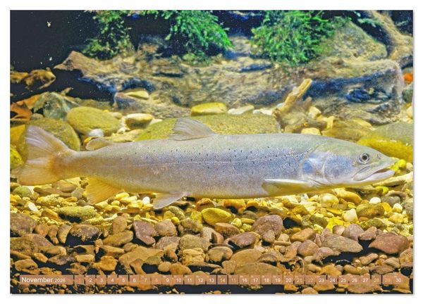 Produktbild: Heimische Fische: Karpfen, Forelle, Hecht (Wandkalender 2026 DIN A2 quer), CALVENDO Monatskalender